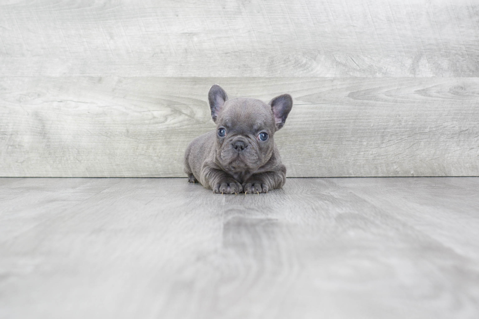 French Bulldog Pup Being Cute