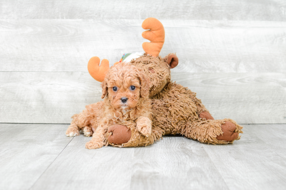 Petite Cavapoo Poodle Mix Pup