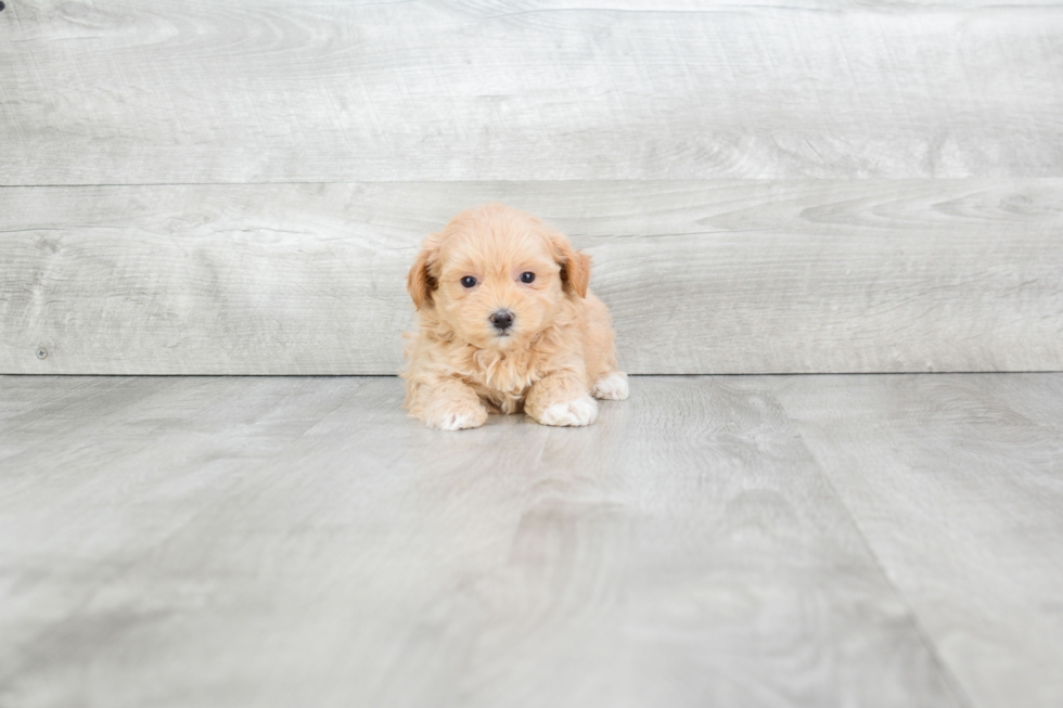 Maltipoo Pup Being Cute