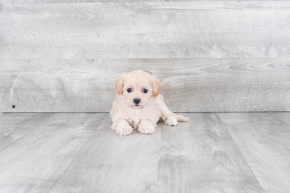 Energetic Maltepoo Poodle Mix Puppy