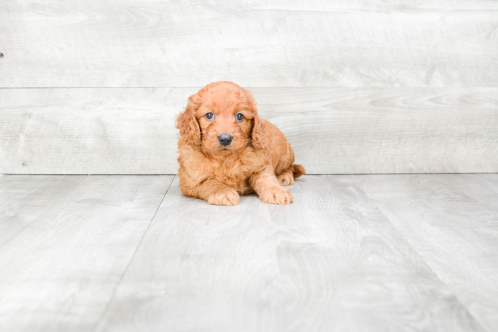 Best Mini Goldendoodle Baby