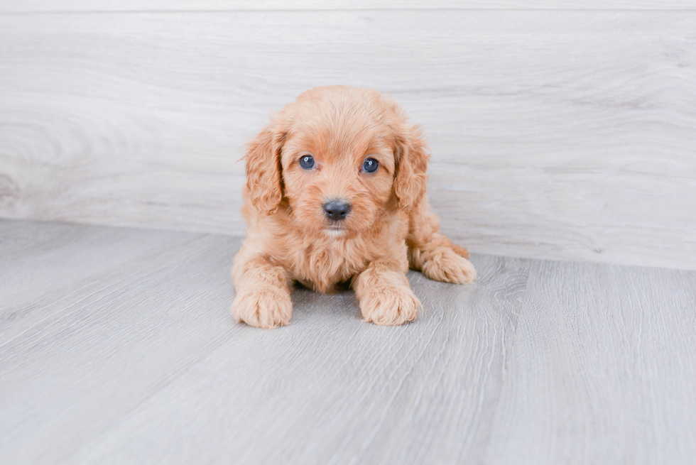 Cute Cavapoo Baby