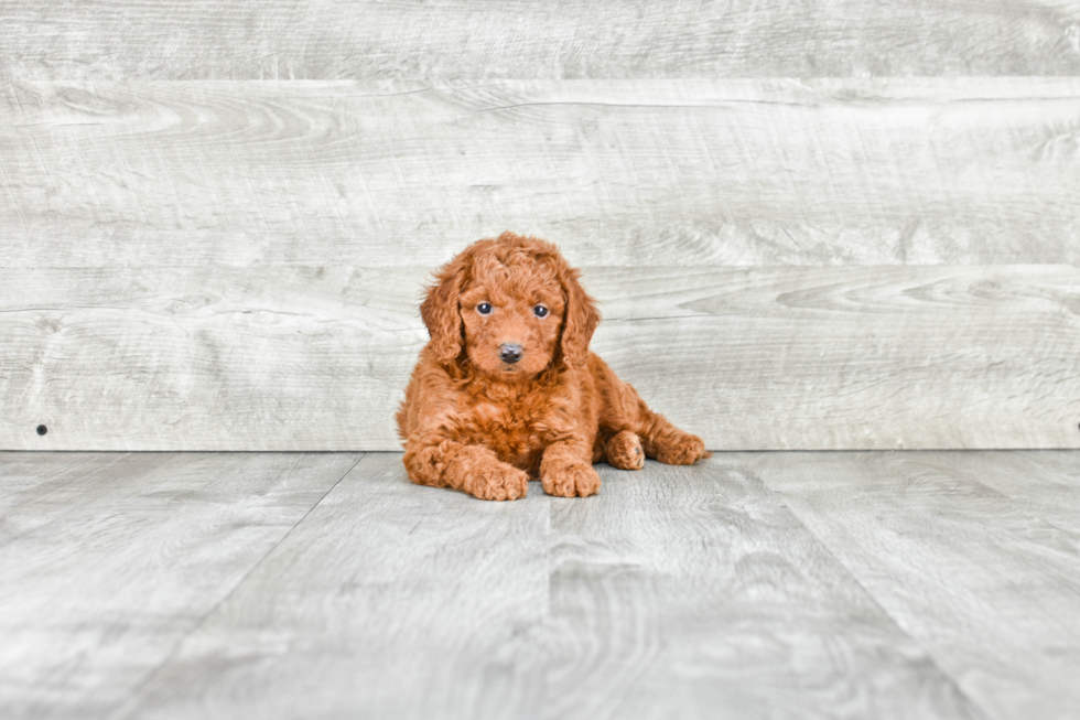 Mini Goldendoodle Puppy for Adoption