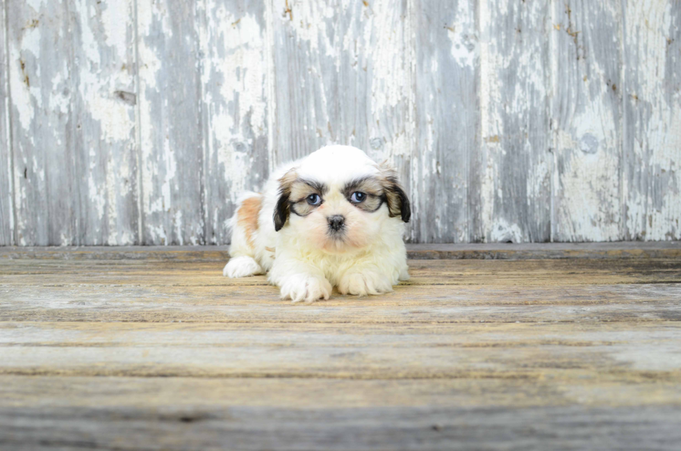 Akc Registered Shih Tzu Purebred Pup