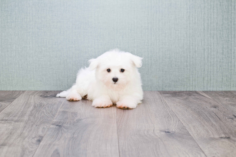 Hypoallergenic Maltese Purebred Pup