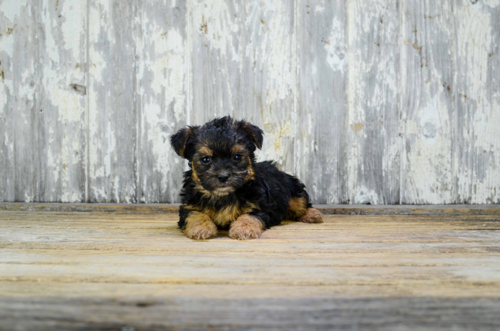 Best Yorkie Poo Baby