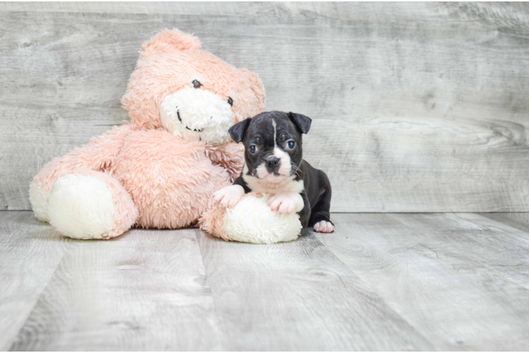 Akc Registered Boston Terrier Baby