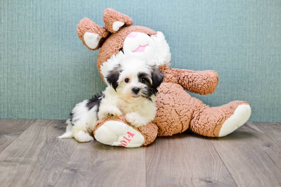 Friendly Havanese Purebred Pup