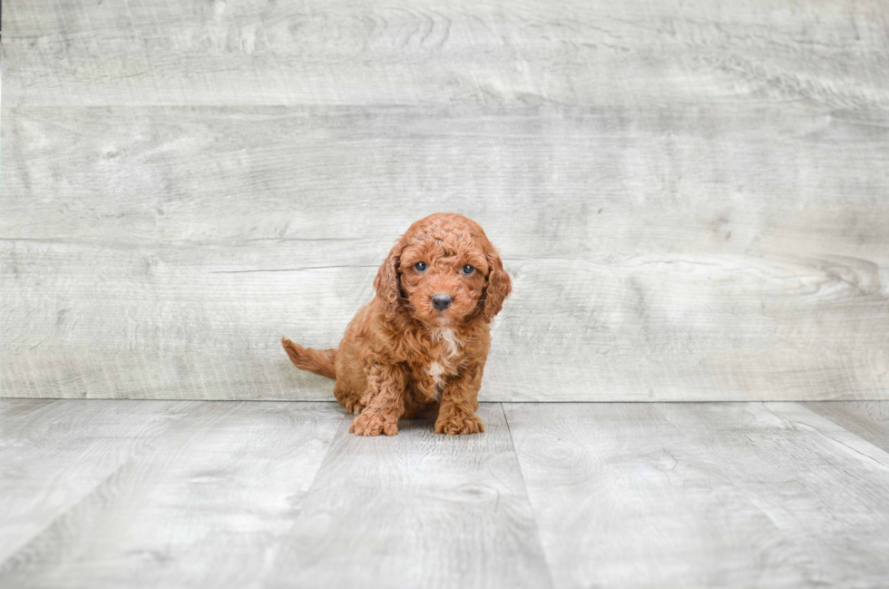 Funny Mini Goldendoodle Poodle Mix Pup