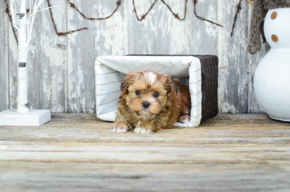 Little Shorkie Designer Puppy