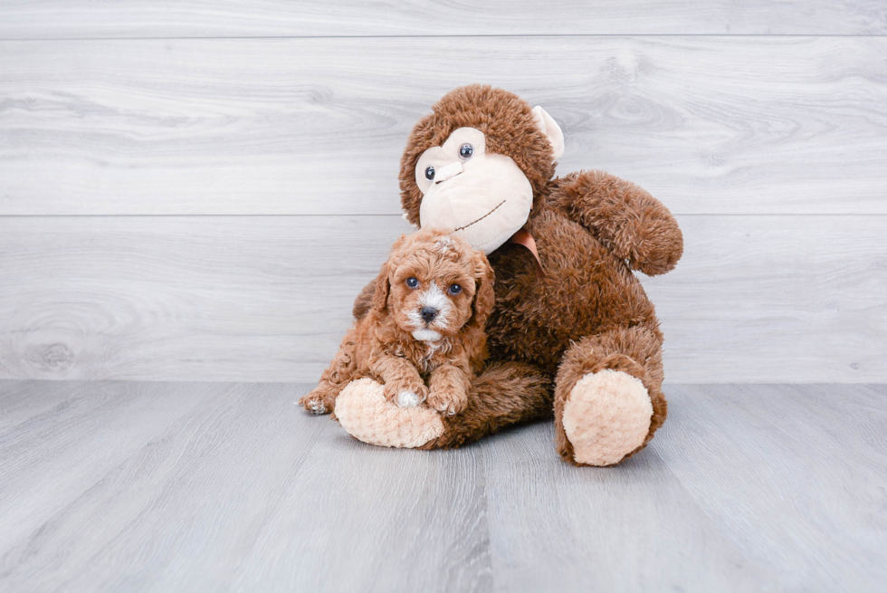 Cavapoo Puppy for Adoption