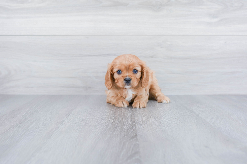 Smart Cavalier King Charles Spaniel Purebred Puppy