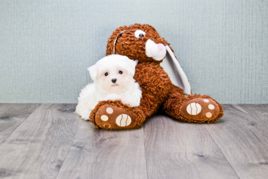 Sweet Maltese Purebred Puppy