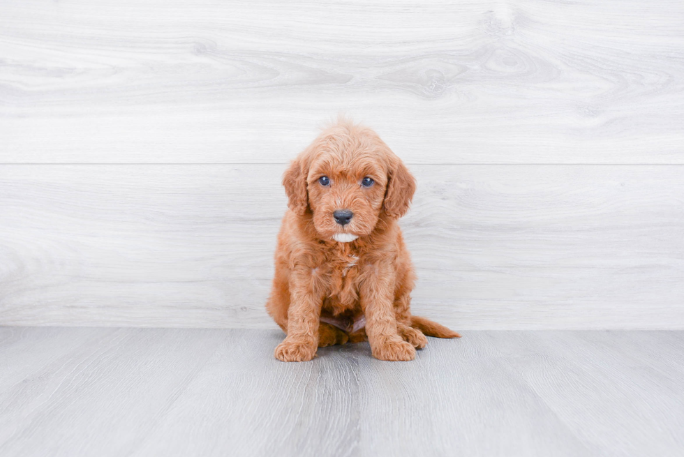 Mini Goldendoodle Puppy for Adoption