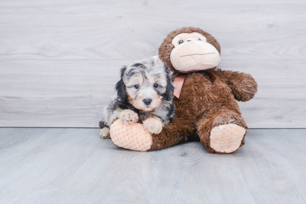 Little Aussiepoo Poodle Mix Puppy