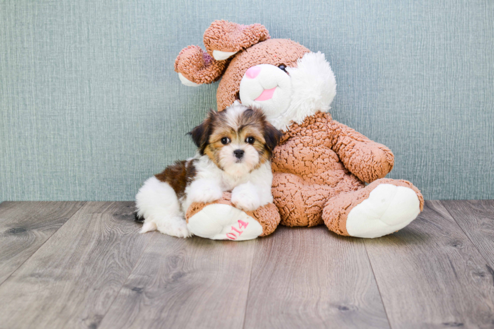 Adorable Shichon Designer Puppy