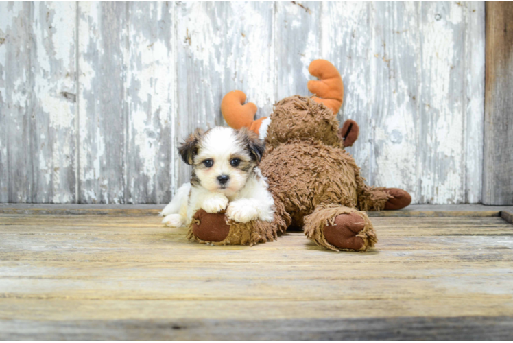 Teddy Bear Pup Being Cute