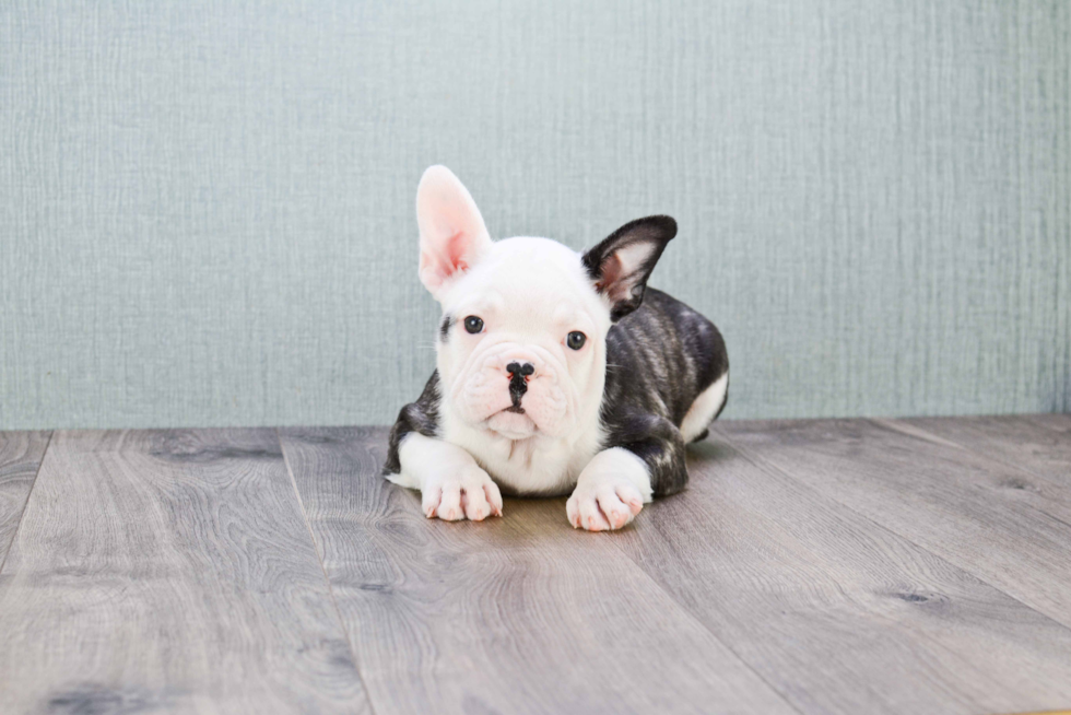 Popular French Bulldog Purebred Pup