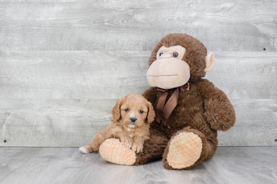 Friendly Cavapoo Baby