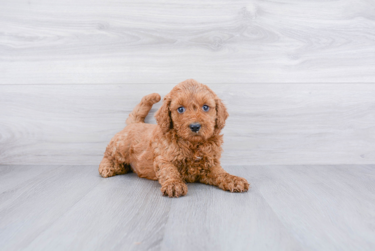 Best Mini Goldendoodle Baby