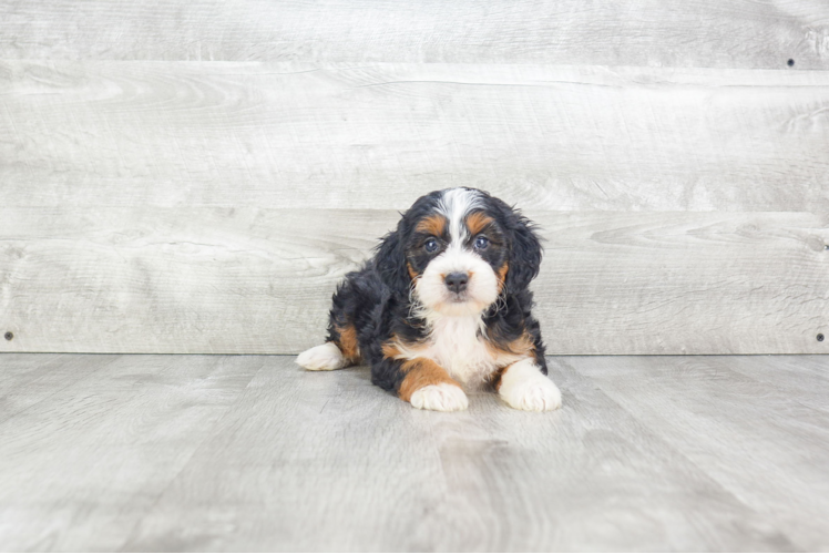 Mini Bernedoodle Puppy for Adoption