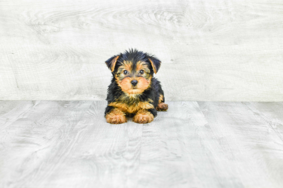 Meet Snickers - our Yorkshire Terrier Puppy Photo 