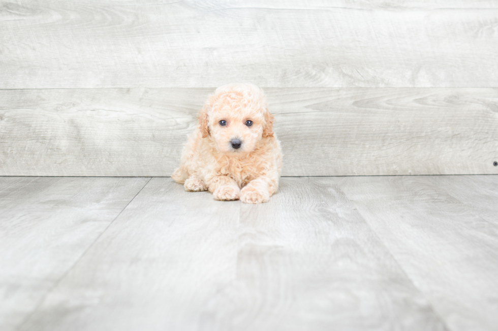 Cute Pudle Purebred Puppy