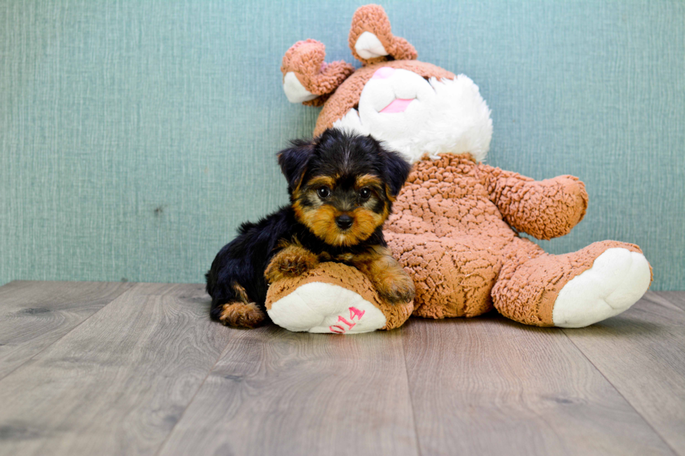 Meet Allen - our Yorkshire Terrier Puppy Photo 