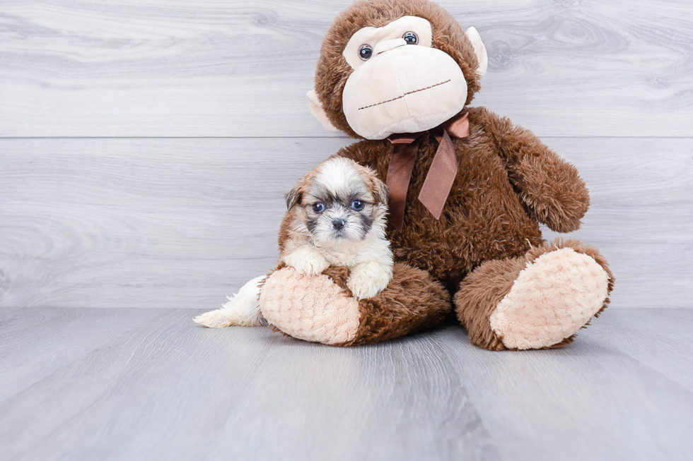 Teddy Bear Pup Being Cute