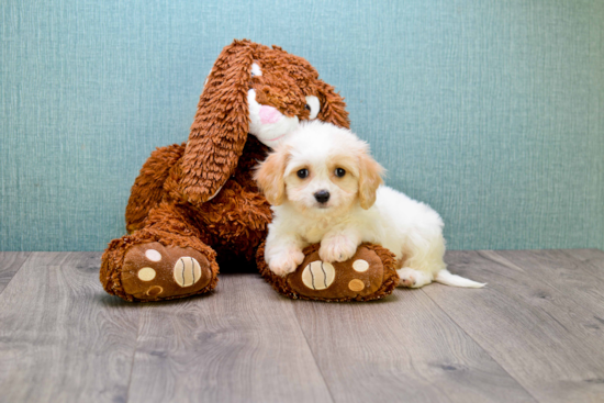 Sweet Cavachon Baby