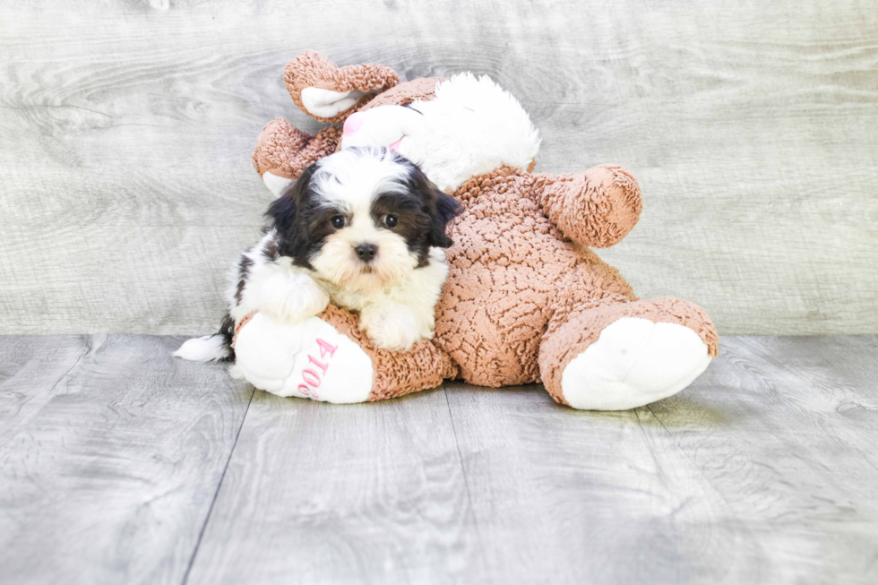 Smart Teddy Bear Designer Pup