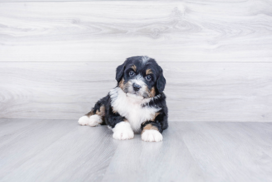 Best Mini Bernedoodle Baby