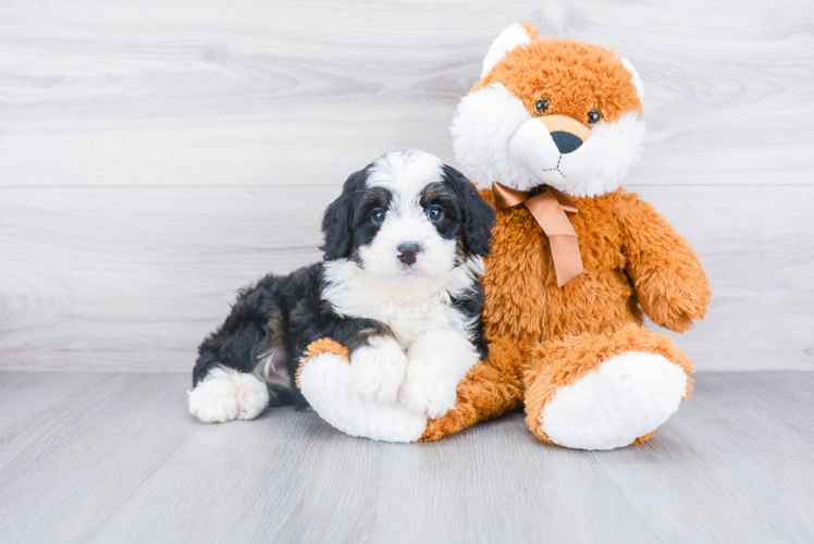 Mini Bernedoodle Pup Being Cute