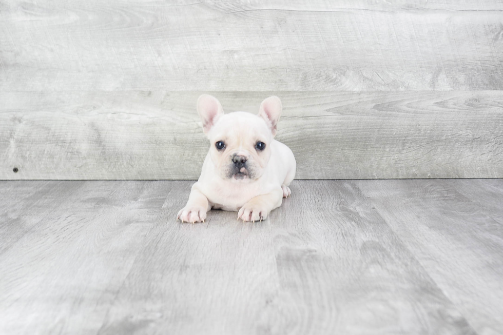 French Bulldog Puppy for Adoption