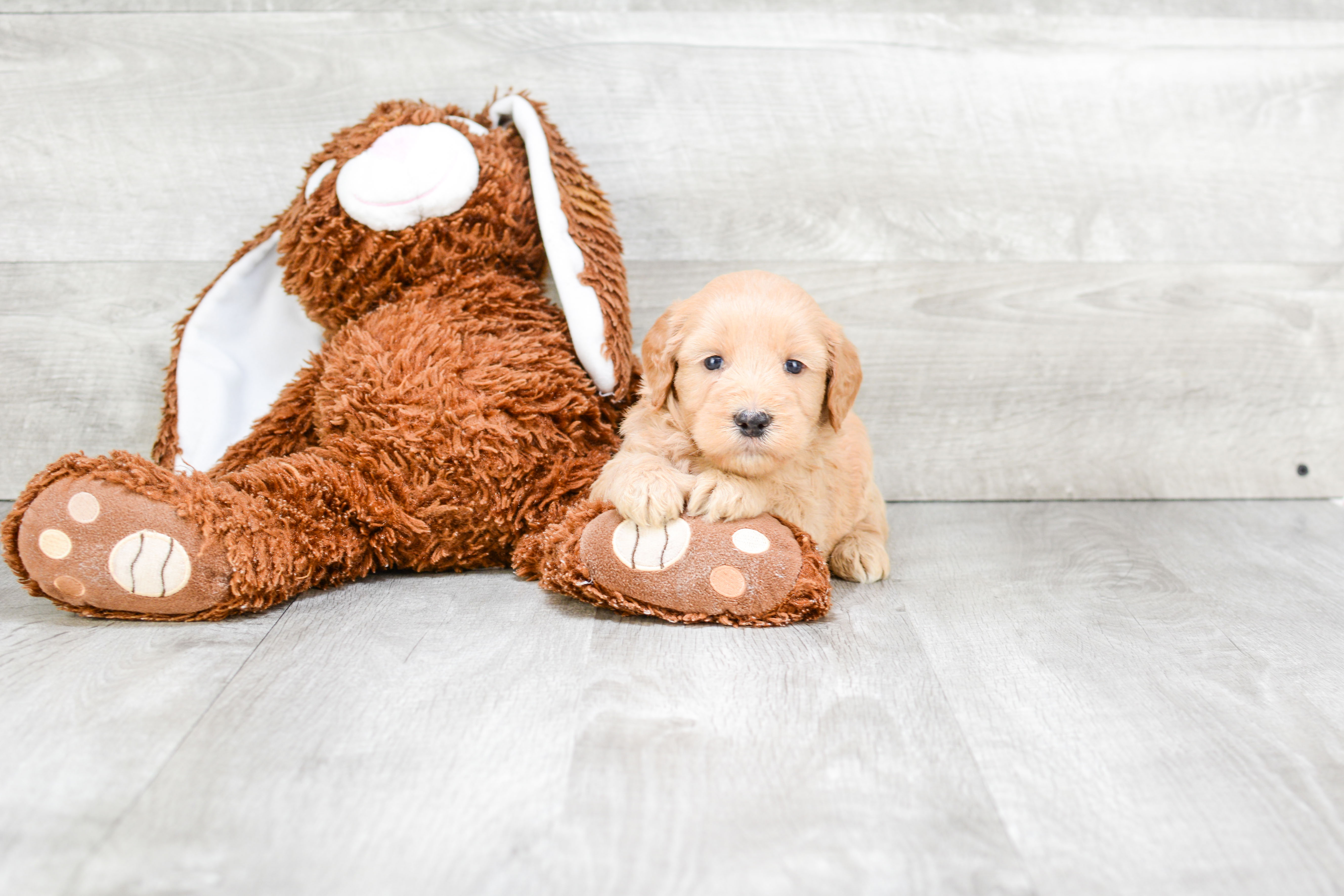 Funny Mini Goldendoodle Poodle Mix Pup
