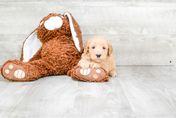 Funny Mini Goldendoodle Poodle Mix Pup