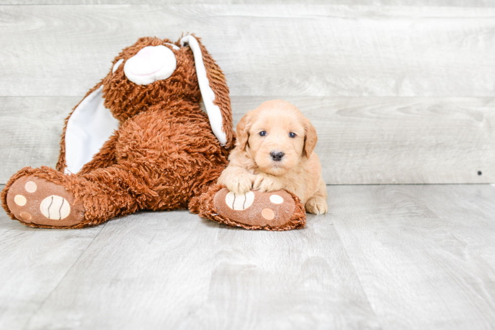 Funny Mini Goldendoodle Poodle Mix Pup