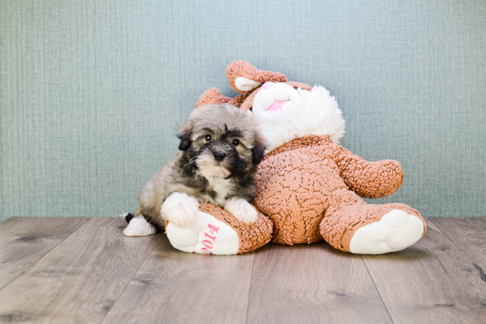 Havanese Puppy for Adoption