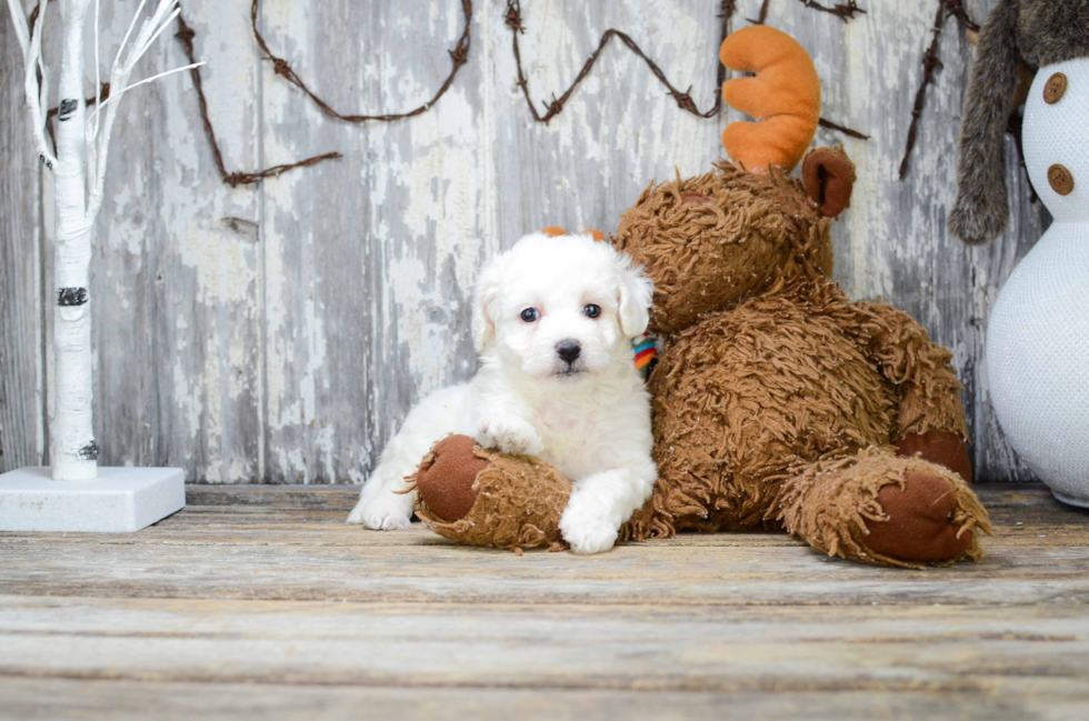 Small Bichon Frise Baby