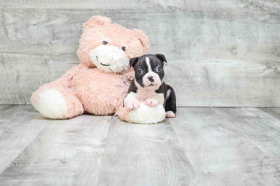 Fluffy Boston Terrier Purebred Puppy