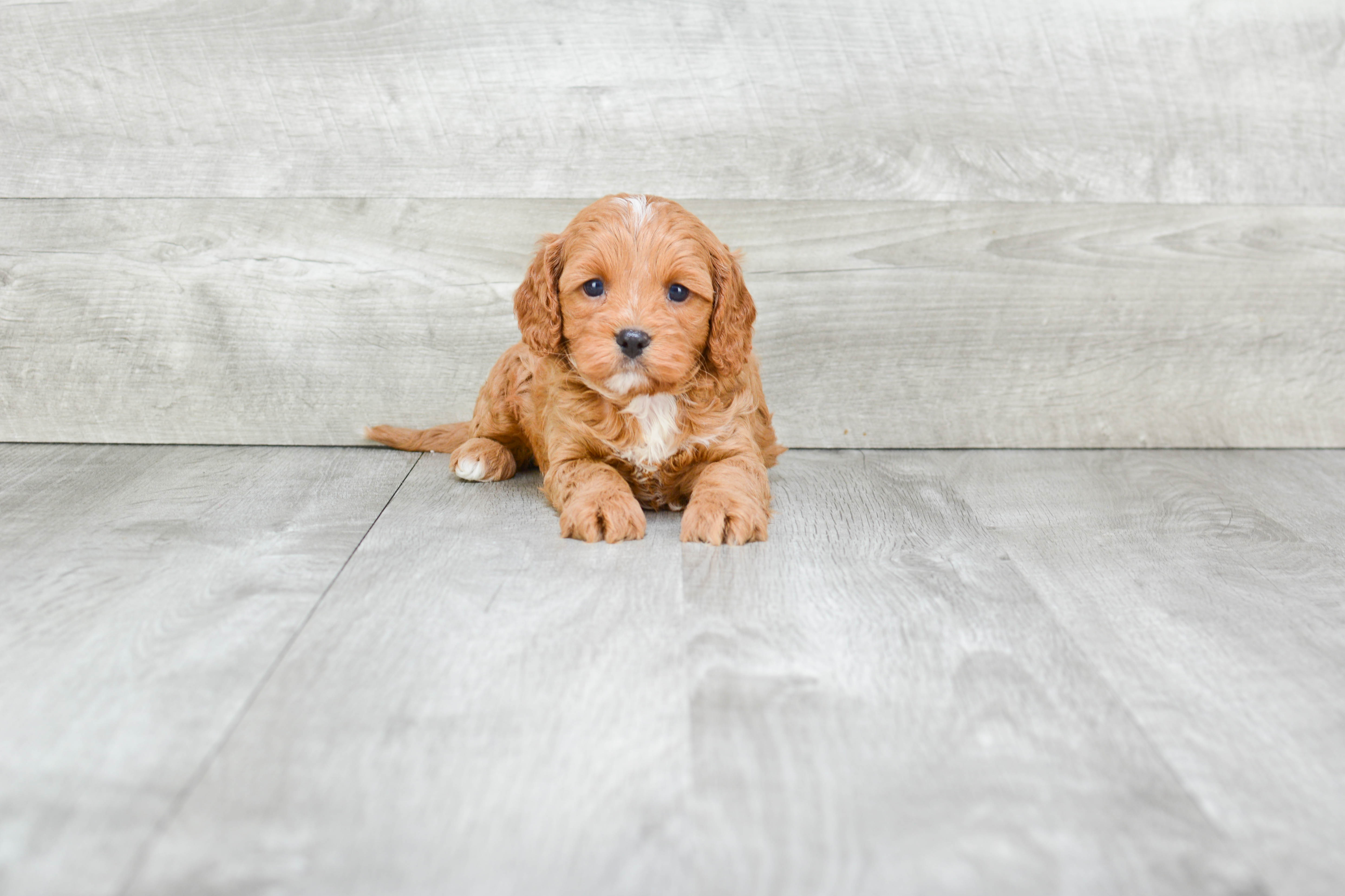 Cavapoo Puppy for Adoption