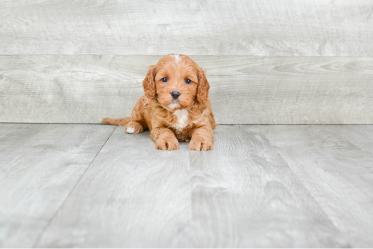 Cavapoo Puppy for Adoption