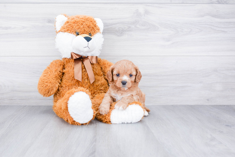 Friendly Cavapoo Baby