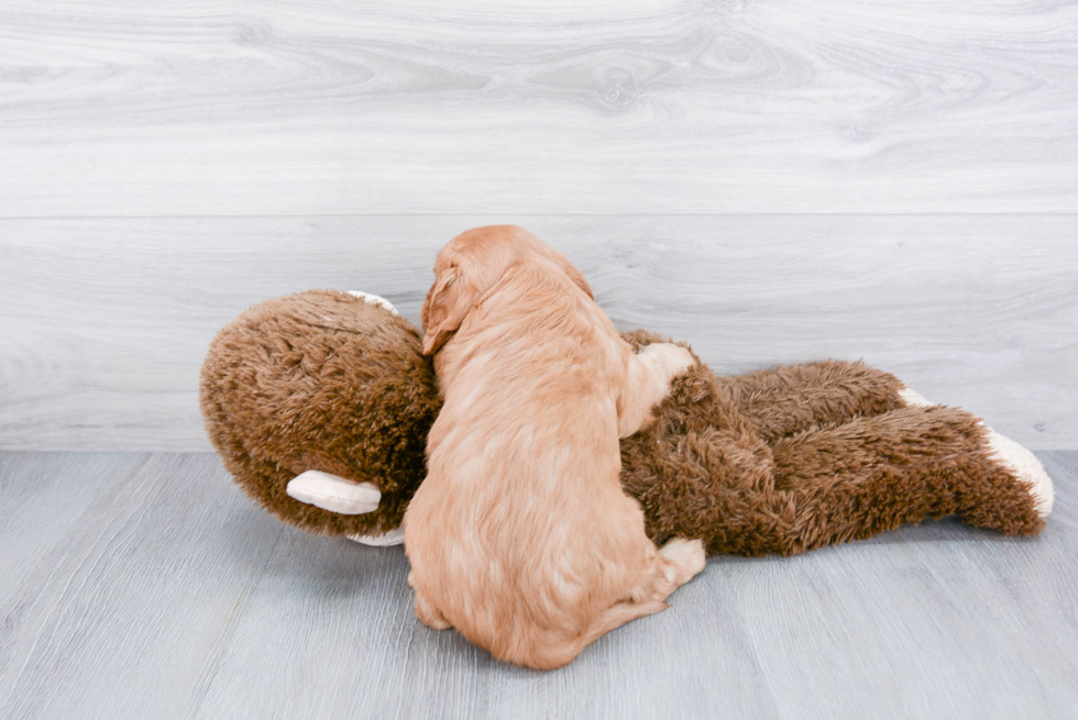 Playful Cavalier King Charles Spaniel Purebred Pup