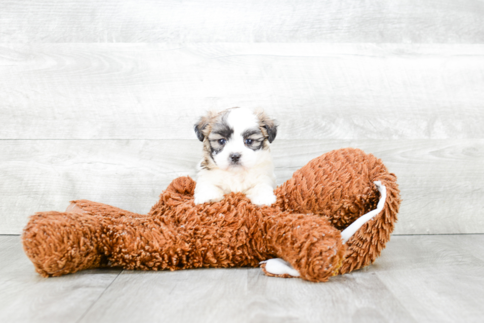 Teddy Bear Pup Being Cute