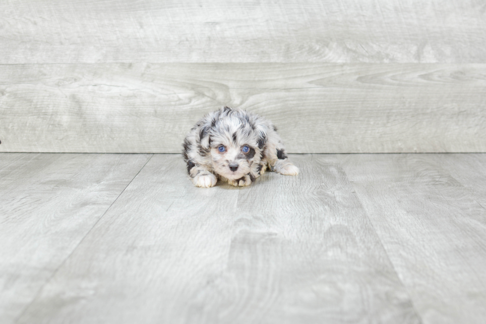 Mini Aussiedoodle Puppy for Adoption