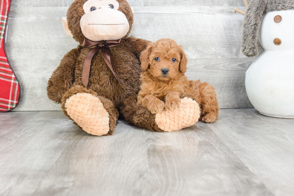 Petite Mini Goldendoodle Poodle Mix Pup