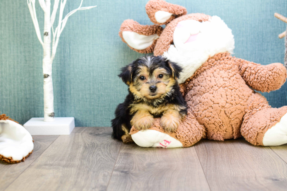 Sweet Morkie Baby