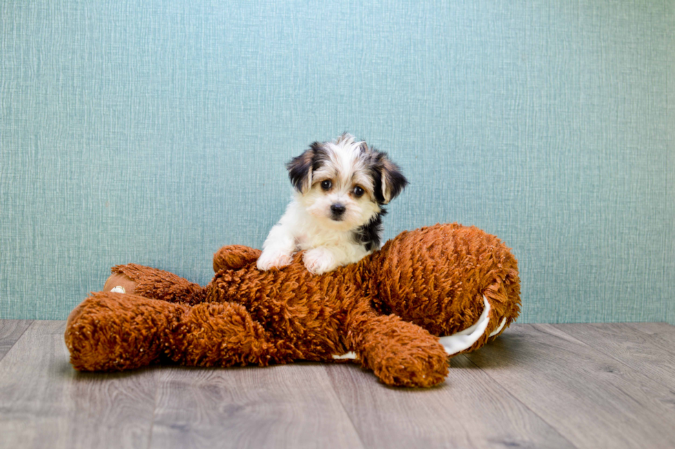 Morkie Puppy for Adoption