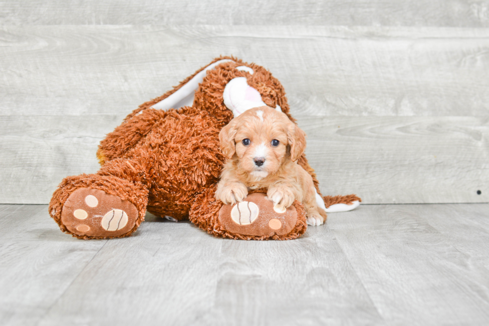 Popular Cavapoo Poodle Mix Pup